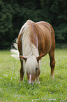 Haflinger