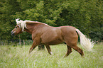 trotting Haflinger