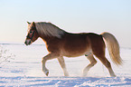 trotting Haflinger