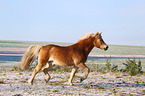 trotting Haflinger