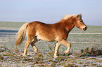 trotting Haflinger