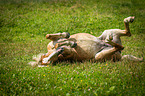 rolling Haflinger