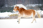 Haflinger in snow