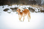 Haflinger in snow