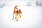 Haflinger in snow