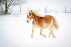 Haflinger in snow