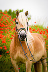 Haflinger horse portrait