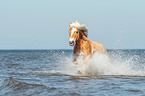 galloping Haflinger horse