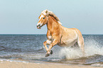 galloping Haflinger horse