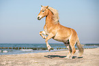 rising Haflinger horse