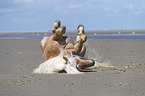 Haflinger at the Beach