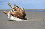 Haflinger at the Beach