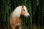 Haflinger