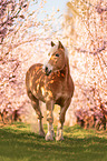 standing Haflinger