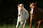 Haflinger