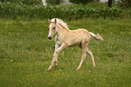 galloping Haflinger