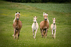 trotting Haflinger