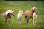 standing Haflinger