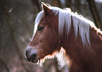 Haflinger portrait