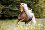 galloping Haflinger