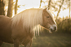 Haflinger