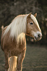 Haflinger