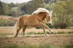 galloping Haflinger