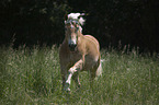 trotting Haflinger