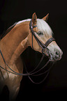 Haflinger portrait