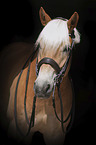 Haflinger portrait