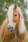 Haflinger portrait