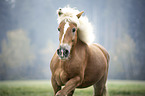 Haflinger Portrait