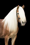 Haflinger Portrait