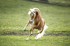 galloping Haflinger