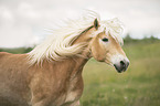 Haflinger Portrait