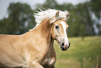 Haflinger Portrait