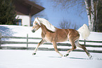 trotting Haflinger stallion