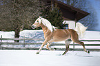 trotting Haflinger stallion