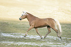 trotting Haflinger stallion