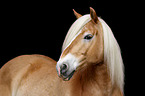 Haflinger Portrait