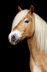 Haflinger Portrait