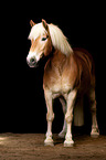 Haflinger