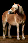 Haflinger