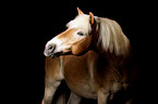 Haflinger Portrait