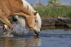 Haflinger horse in the water