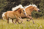 Haflinger