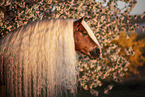 Haflinger stallion