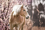 Haflinger horse in spring