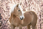 Haflinger horse in spring