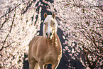 Haflinger horse in spring